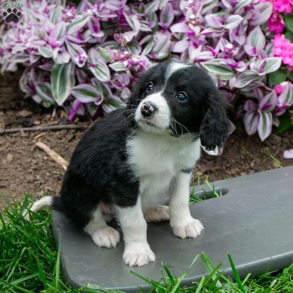 Benny, Bernedoodle Puppy